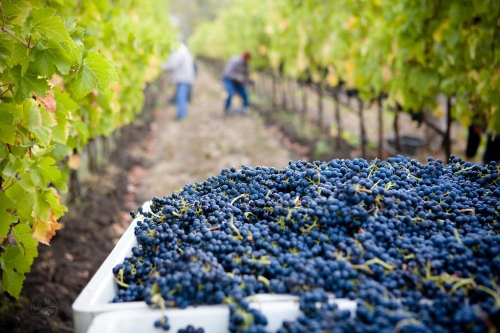 Polskie winiarstwo w dobie kryzysu- winogrona w skrzynkach na plantacji winogron 