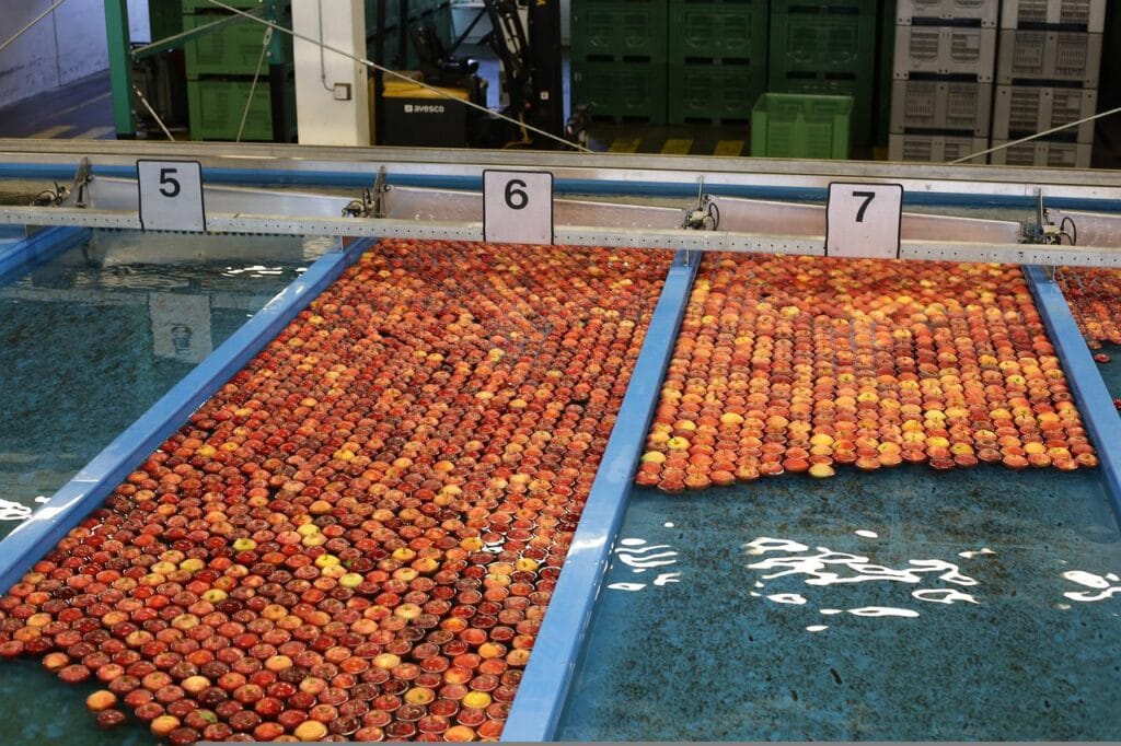Branża rolno spożywcza zbiera plony wojny i inflacji - jabłka w wodzie podczas mycia w sortowni. 