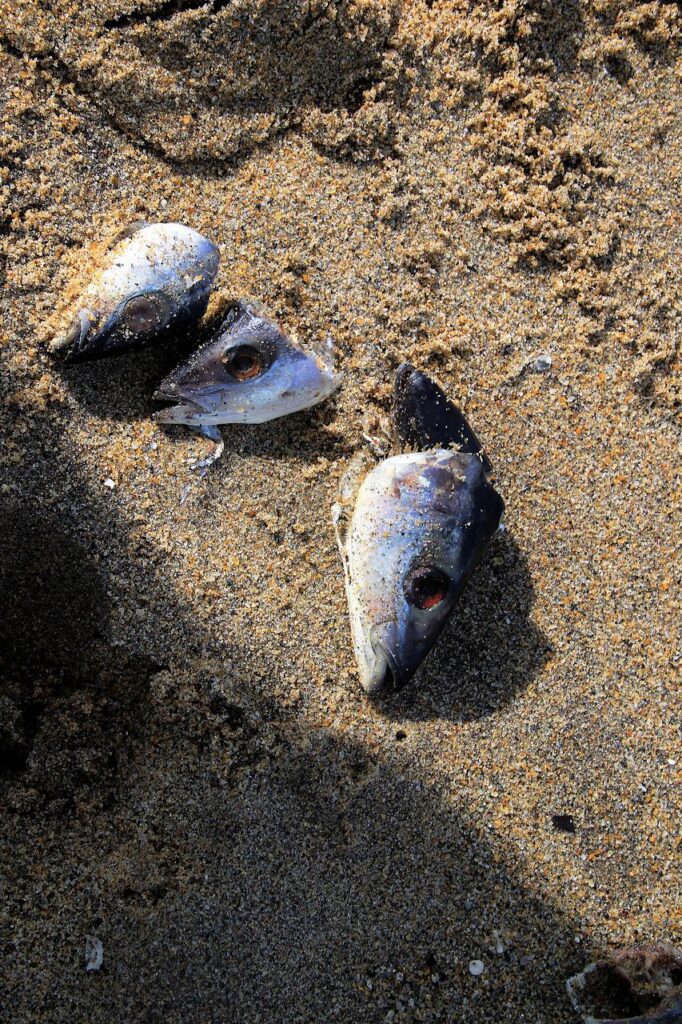 ZUS przyjmuje wnioski o zapomogi w związku z katastrofą ekologiczną na Odrze - kto dostanie pieniądze? - zdechłe ryby na piachu. 