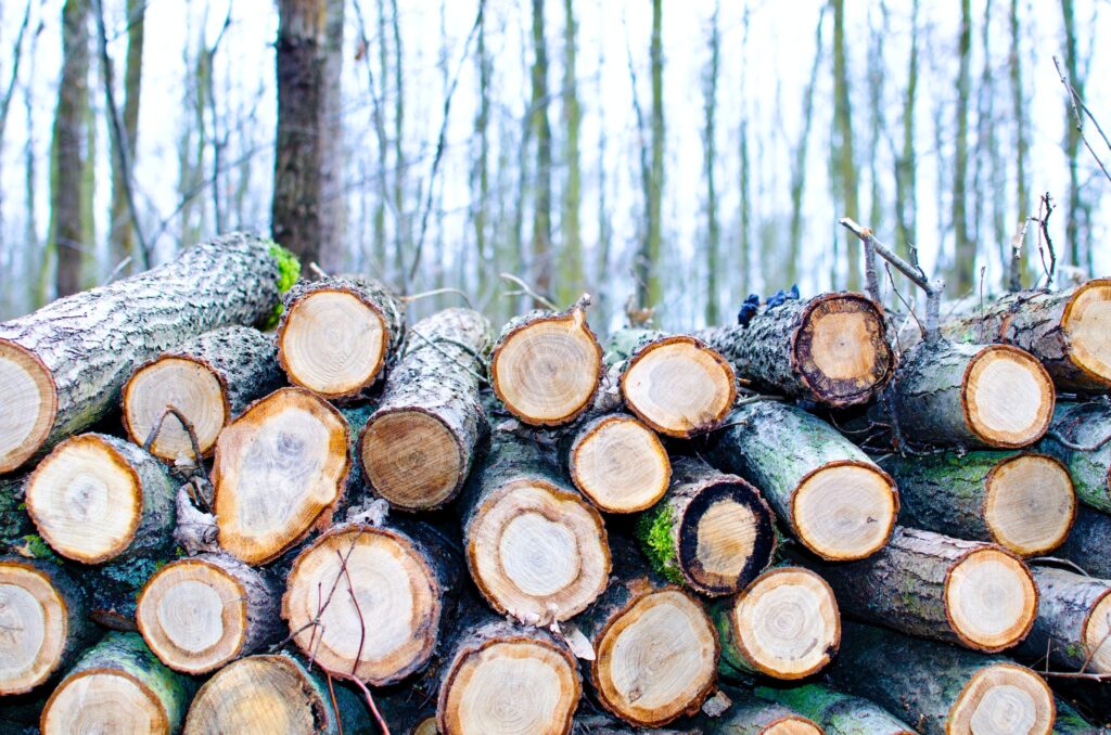 Sprzedaż drewna dla przemysłu w 2023 r. – Lasy Państwowe wprowadzają zmiany - drewno ułożone na sobie w lesie.